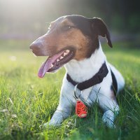 TICKLESS PET odpudzovač kliešťov pre zvieratá